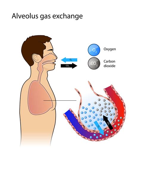 Alveoli | What are alveoli? | How do they work? | Diffusion in lungs