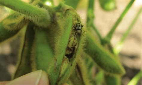 Are soybean diseases getting worse? - Country Guide