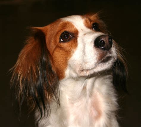 Lovely Kooikerhondje dog photo and wallpaper. Beautiful Lovely ...