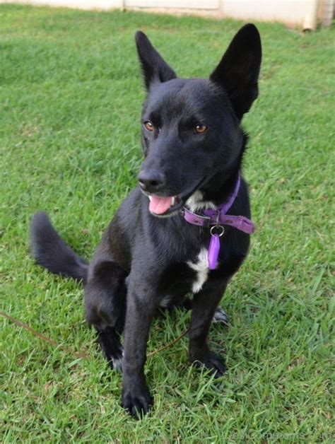 Black Australian Kelpie Dog - Desi Comments