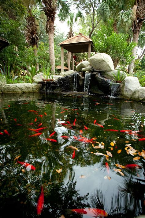 Goldfish pond at Gulf World ( photo by @Lydia Woosley - www.lydiawoosley.com ) :O:O:O:O:D # ...