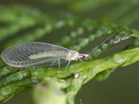 Backyard Biology: Insects (Neuroptera - Lacewings, Antlions, Snakeflies)