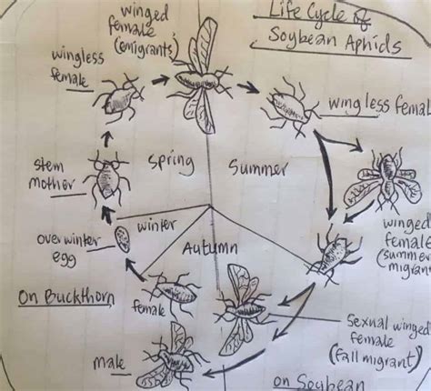 Plant Aphids as Animals: Life Cycle, Types, Control and Prevention - Jotscroll