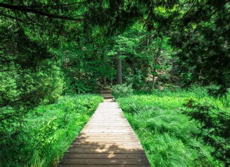 6 Beautiful Gatineau Park Trails to Hike this Summer - Nina Near and Far