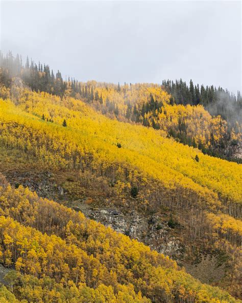 Fall Color in Aspen, Colorado (OC) : r/MostBeautiful