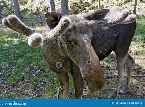 Male Moose with New Antlers Stock Image - Image of male, animal: 121796355