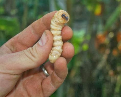 Can you eat wood beetle larva? | The Survival Gardener