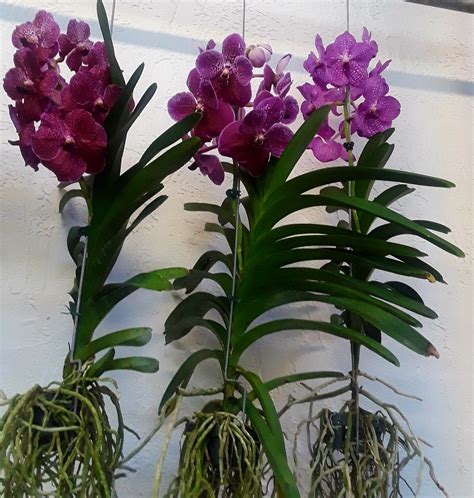 Vanda Orchids | Orquídeas, Jardim