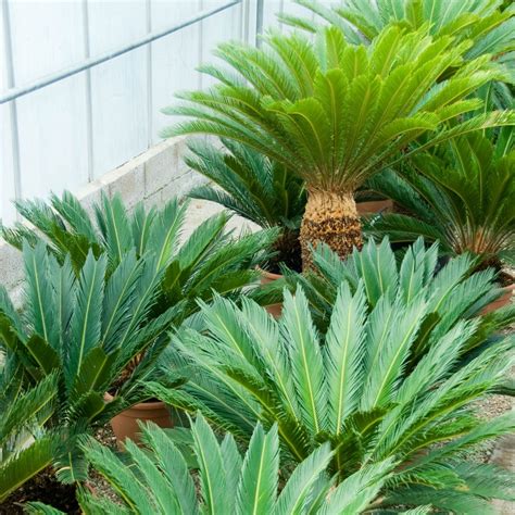 All on Cycads | The Palm Centre