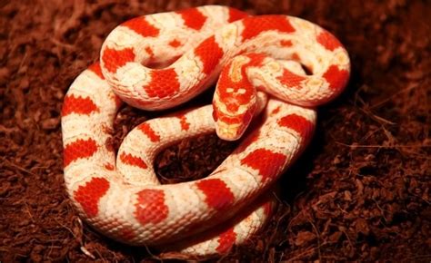 30+ Beautiful Corn Snake Morphs & Colors (With Pictures)