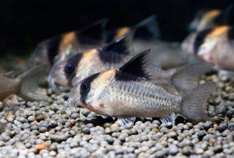 Cory Catfish (Corydoras): Popular Types, Care & Setup