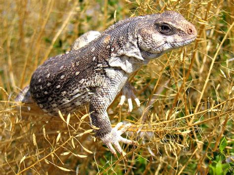 Desert Iguana Facts! | Always Learning!