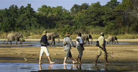 South Luangwa National Park | Zambia Safaris