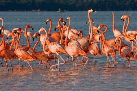 Tour to Celestún and flamingos from Mérida