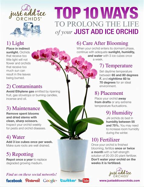 Top 10 Tips for Orchid Care After Flowering