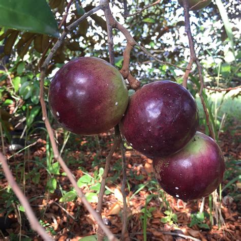 Star Apple - Caimito (Cainito) – Miami Fruit