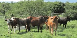 The Different Breeds of Cattle (Cattle Breeds) - Agric4Profits