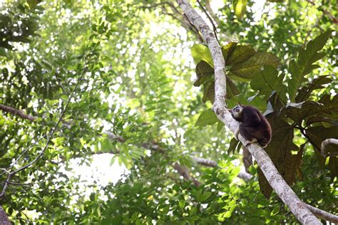 A Historic Year: Gibbon Conservation Society's Journey in 2023