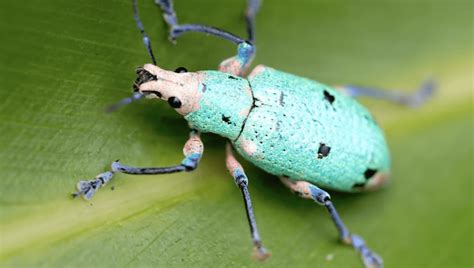 How to Shoot Gorgeous Studio-Quality Macro Insect Photographs Without the Studio | Fstoppers