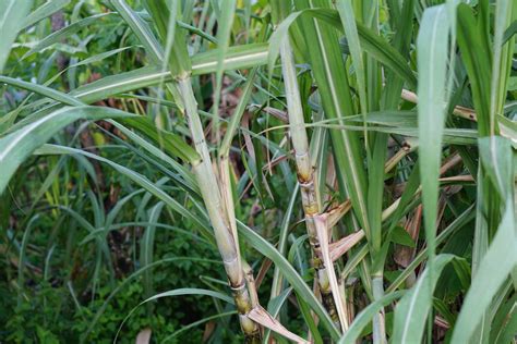 How to Grow and Care for Sugar Cane