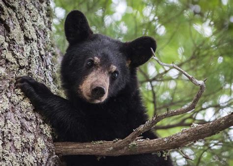 Education and the American black bear | Voxitatis Blog