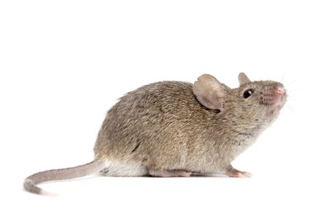 Mice Pest Control Seattle, WA | Mice Exterminator | Stop Bugging MeMice Control and Mouse ...