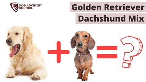 Golden Retriever Dachshund Mix What Should You Know About? | Dog ...