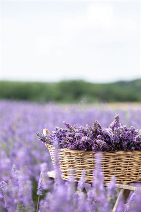 Harvesting Season. Lavender Bouquets and Basket. Stock Image - Image of lavandula, garden: 250473005