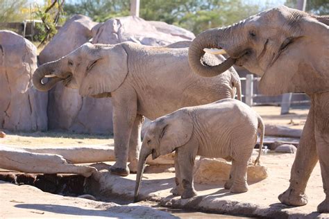 The Latest on Reid Park Zoo’s African Elephant Herd | Reid Park Zoo