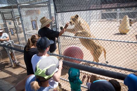 Readers' Choice—Best Place to Take the Kids: Lion Habitat Ranch - Las Vegas Weekly