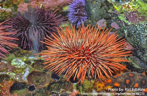 Sea Urchin - Description, Habitat, Image, Diet, and Interesting Facts