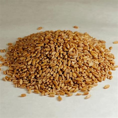 Red Rose Flour // Whole Hard Red Spring Wheat