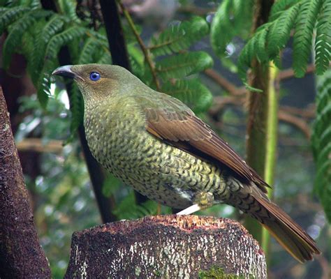 Bowerbird - Canberra Birds