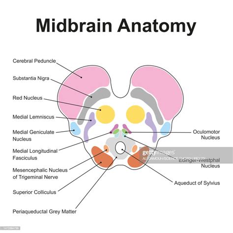 Midbrain Anatomy Illustration High-Res Vector Graphic - Getty Images