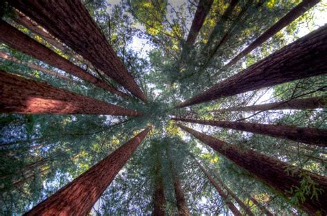 Stories, Videos & Facts: Coastal Redwoods & Jedediah Smith State Park