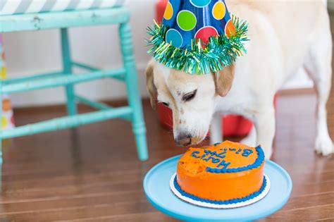 How to Throw a Birthday Party For Your Dog | POPSUGAR Pets