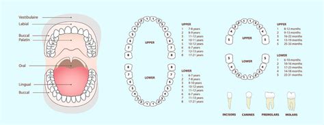 Teeth Numbering System for Adults and Children - Dental Chart