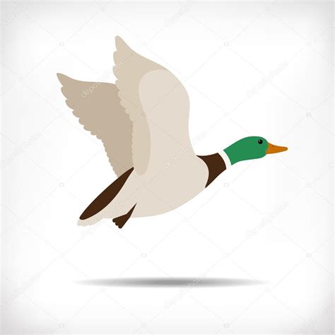 Flying duck vector. Mallard duck flying. Duck flying icon. Duck hunt ...