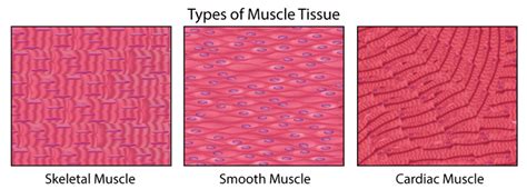 Flexi answers - What are muscles made up of? | CK-12 Foundation