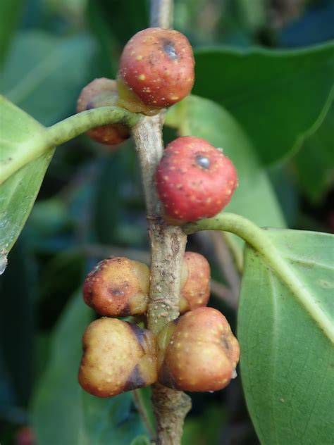 Ficus (Moraceae) image 211653 at PhytoImages.siu.edu