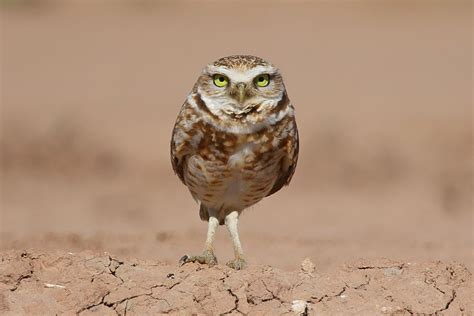 Burrowing Owls - Desert Photography - Anza Borrego Desert