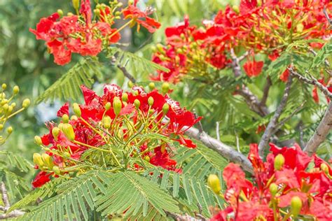 Delonix Regia Flower