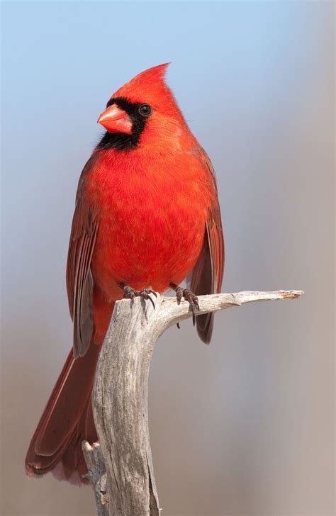 17 Best images about Indiana Birds on Pinterest | Feathers, Ovens and Sparrows