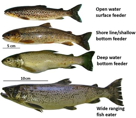 'New' type of brown trout found in species-rich loch - BBC News