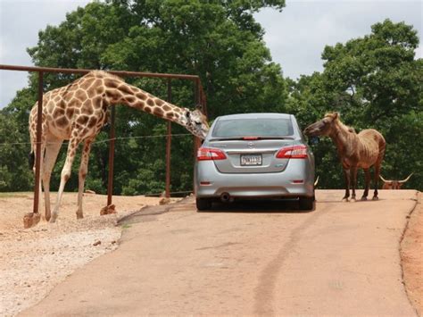 Take a Drive on the Wild Side at Wild Animal Safari in Georgia – Trips ...