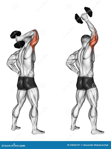 Exercising. Extension of One Hand with a Dumbbell Stock Illustration - Illustration of triceps ...