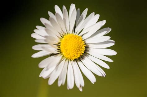 Symbolic Meaning of the Daisy | Deep Insights About the Daisy in Myth and Legend | by Avia on ...