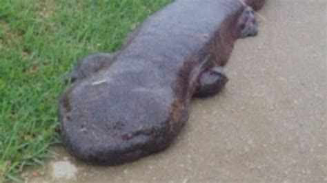 Pictures Of Giant Salamanders