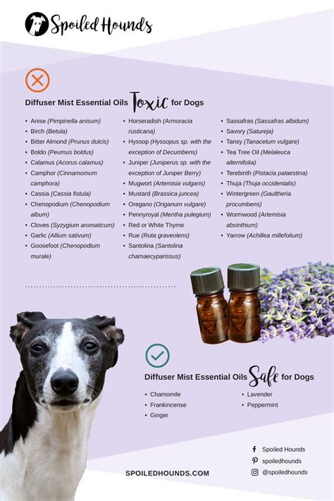 Diffuser Essential Oils Safe and Toxic to Dogs | Dog safe essential oils, Are essential oils ...