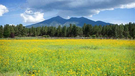 Bed & Breakfasts in Flagstaff from £63/night - KAYAK